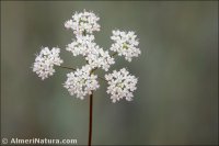 Pimpinella tragium
subsp. lithophylla