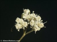 Pimpinella villosa