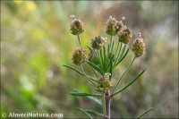 Plantago afra