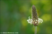 Plantago lanceolata