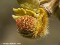 Platanus hispanica