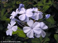 Plumbago auriculata