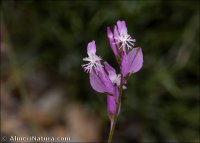 Polygala boissieri