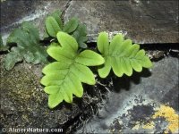 Polypodium cambricum