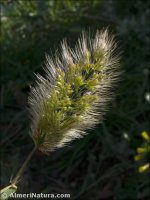 Polypogon maritimus