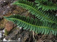 Polystichum lonchitis