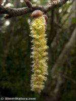 Populus alba