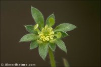 Potentilla nevadensis