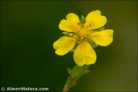 Potentilla recta