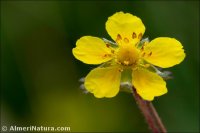 Potentilla reptans