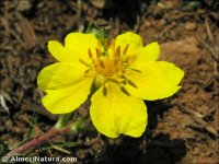 Potentilla reuteri