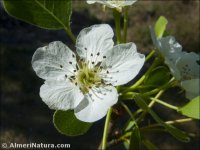 Pyrus communis