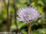 Globularia spinosa