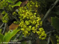 Quercus coccifera