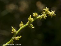 Quercus coccifera