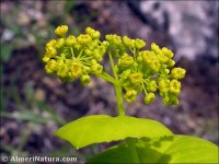 Smyrnium perfoliatum