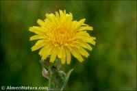 Sonchus maritimus