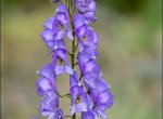 Aconitum burnatii