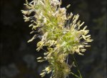 Dactylis glomerata
ssp juncinella