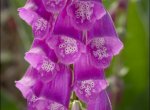 Digitalis purpurea