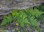 Dryopteris tyrrhena