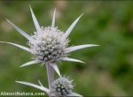 Eryngium glaciale