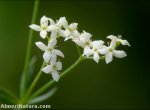 Galium nevadense