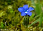 Gentiana sierrae