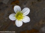 Saxifraga trabutiana