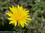 Taraxacum gasparrinii