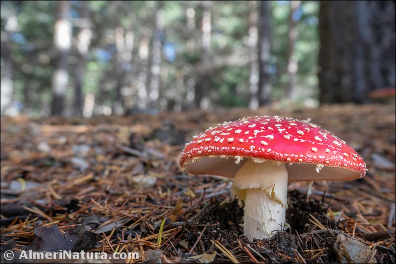 Amanita muscaria