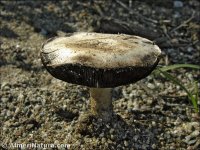 Agaricus devoniensis