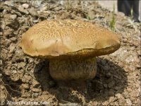 Boletus luridus