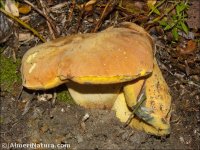 Boletus queletii