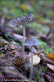 Coprinopsis lagopides