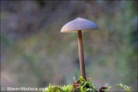 Entoloma giseocyaneum