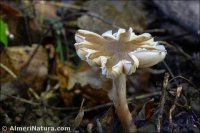 Inocybe praetervisa