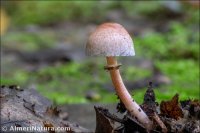 Lepiota lilacea