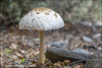 Macrolepiota procera