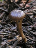 Mixomphalia maura