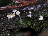 Mycena speirea