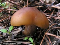 Pholiota malicola