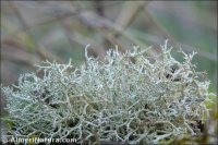 Cladonia portentosa