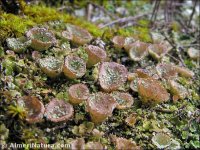 Cladonia pyxidata