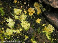 Fulgensia desertorum