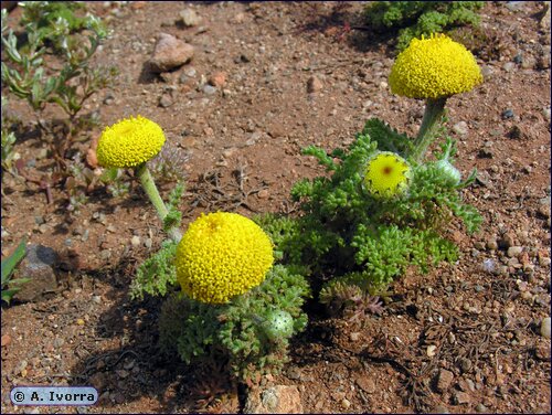 Anacyclus alboranensis