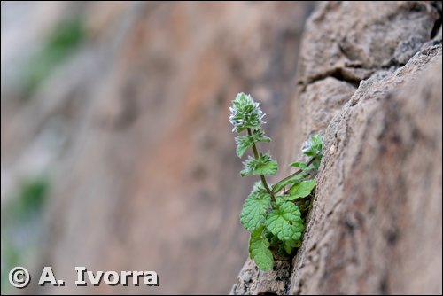 Stachys brachyclada