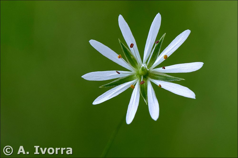 Stellaria graminea