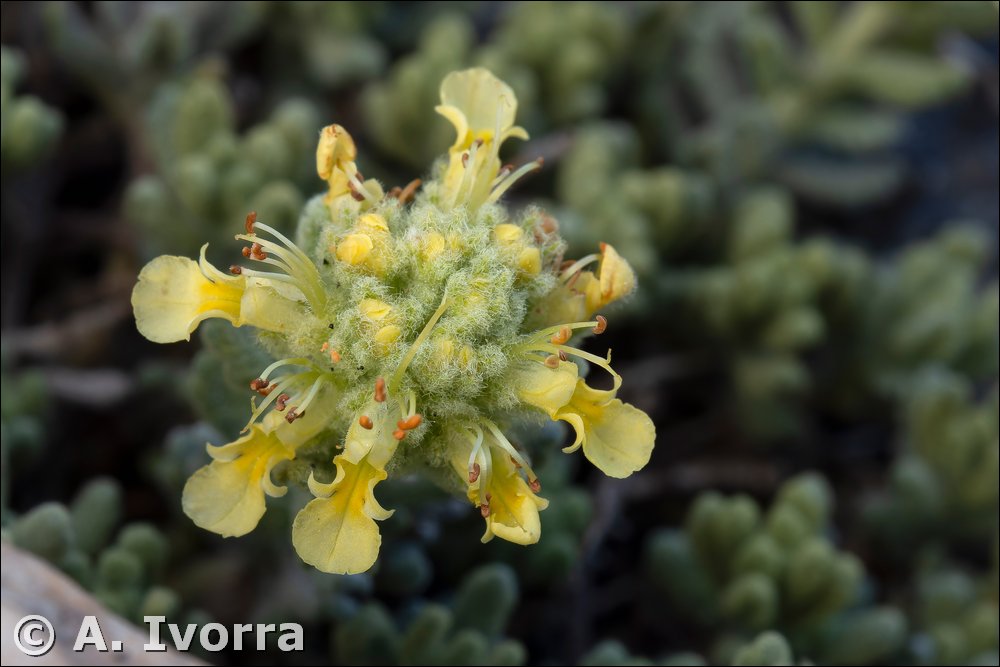 Teucrium aureum subsp. turdetanum